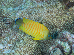 Centropyge cocosensis × eibli