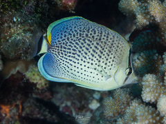 Chaetodon guttatissimus