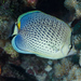 Spotted Butterflyfish - Photo (c) Karen Willshaw, some rights reserved (CC BY-NC), uploaded by Karen Willshaw