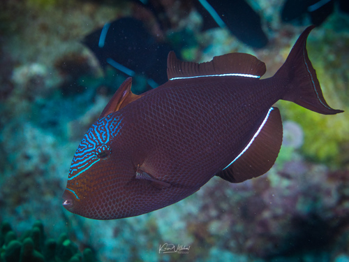 Black Triggerfish