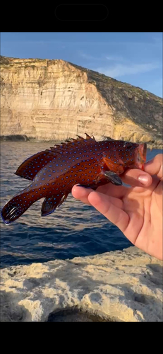 Cephalopholis taeniops