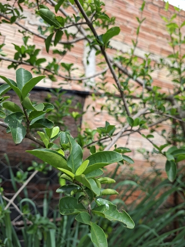 Acerola