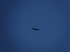 Cathartes aura image