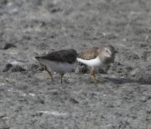 Temminck's Stint (Calidris temminckii), photo 8