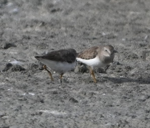 Temminck's Stint (Calidris temminckii), photo 10