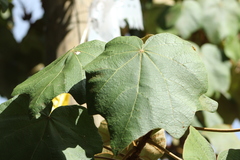 Chiranthodendron pentadactylon