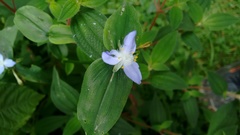 Elasis guatemalensis