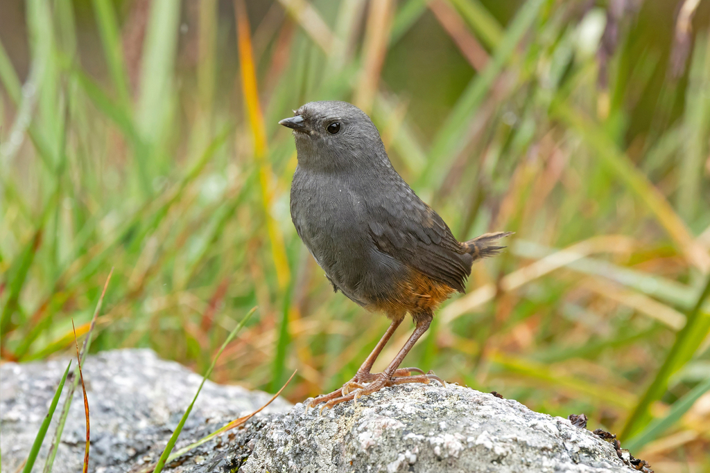 Vilcabamba Tapaculo photo