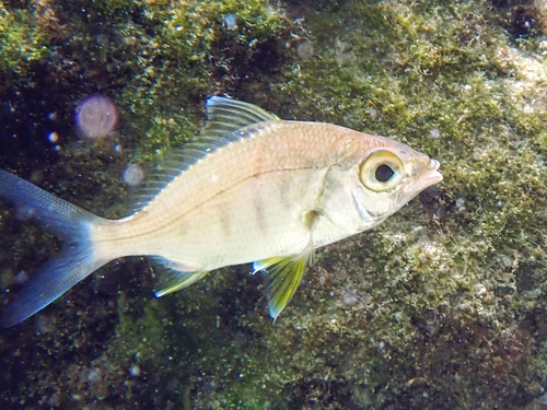 Gerres cinereus