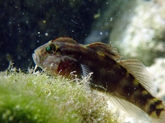 Crested Goby photo 3