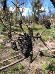 Banksia neoanglica