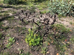 Banksia neoanglica