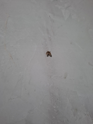 Bathroom Moth Fly