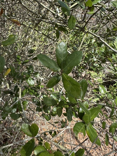 Myrtle Oak (Quercus myrtifolia)