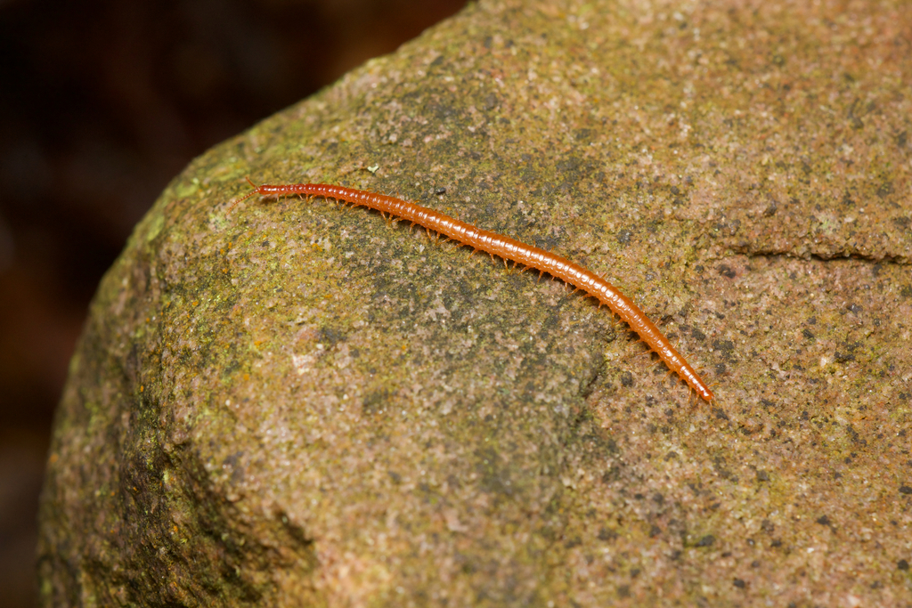 Shorter Red Centipede