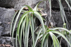 Hechtia caerulea