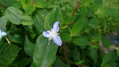 Elasis guatemalensis