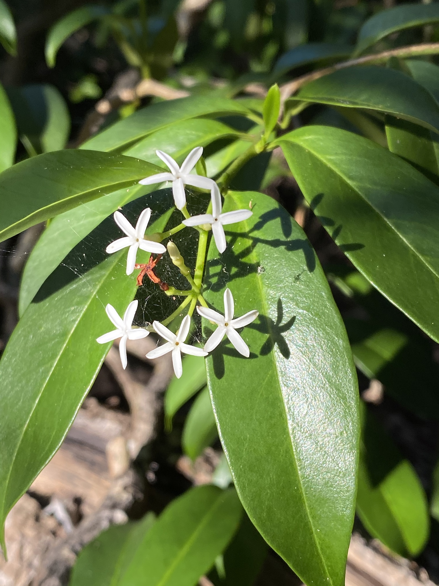 Vallesia antillana