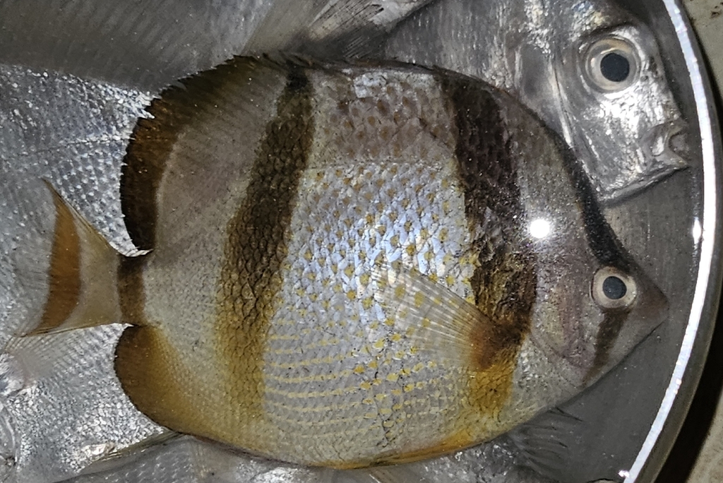 Four-banded butterflyfish (Chaetodon hoefleri) — Chaetodontidae