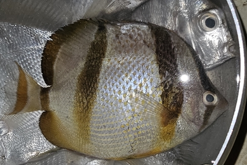 Four-banded butterflyfish (Chaetodon hoefleri) — Chaetodontidae
