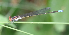 Pseudagrion sublacteum