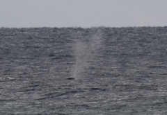 Eubalaena glacialis
