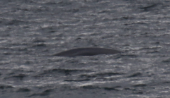 Eubalaena glacialis