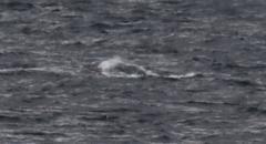 Eubalaena glacialis