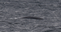 Eubalaena glacialis