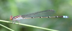 Pseudagrion sublacteum