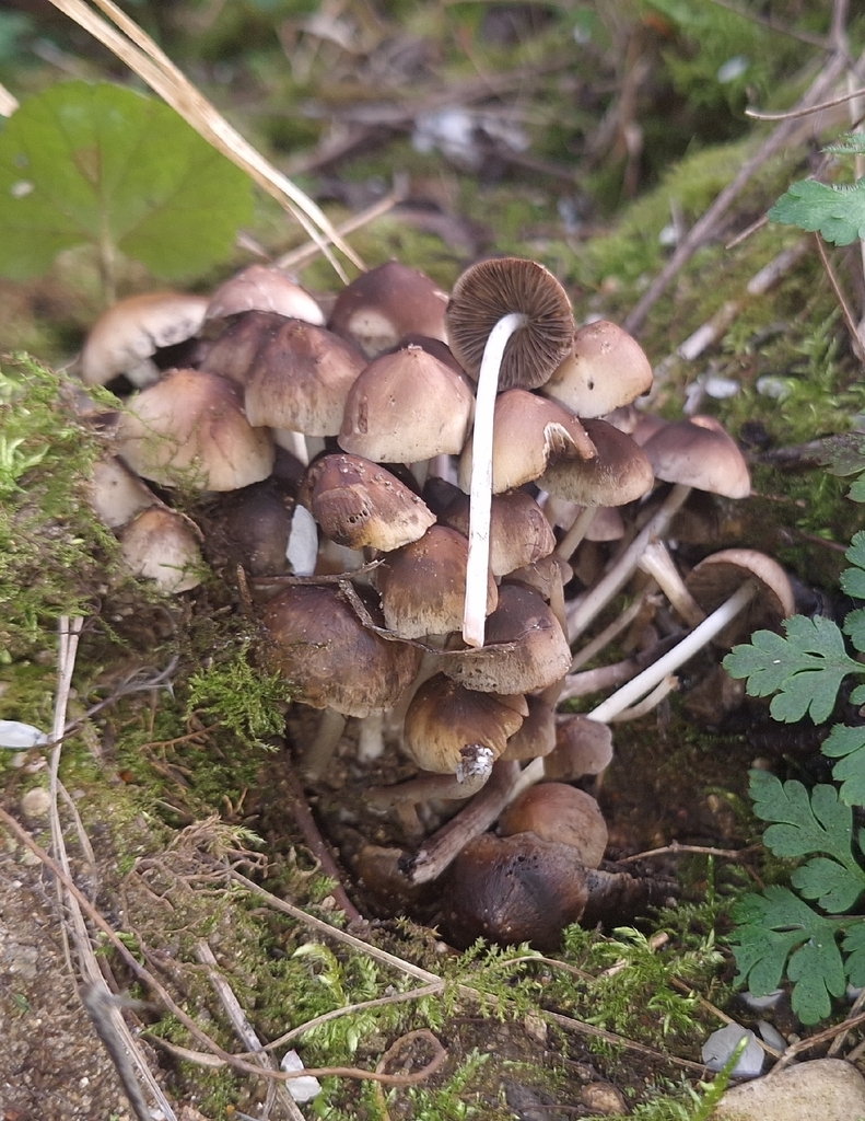 Britzelmayria multipedata · March 2026 · photo: © yellowplant (iNaturalist, cc-by)