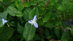 Elasis guatemalensis