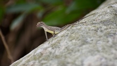 Anolis argenteolus
