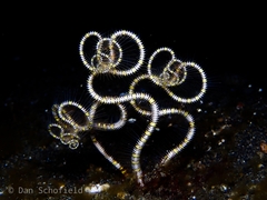 Ophiotrichidae