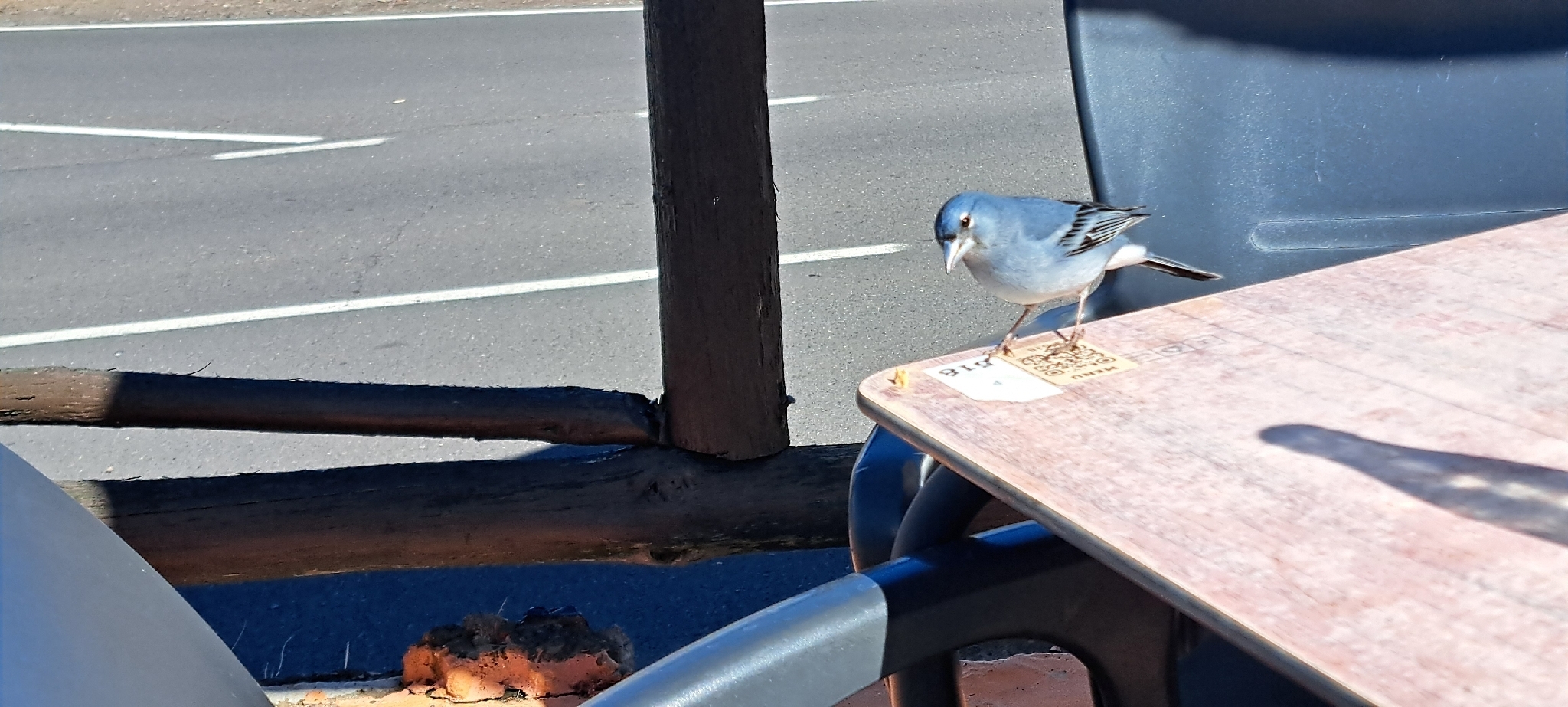 Tenerife Blue Chaffinch (Fringilla teydea), photo 4