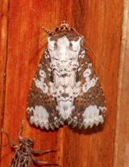Condica imitata