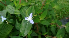 Elasis guatemalensis