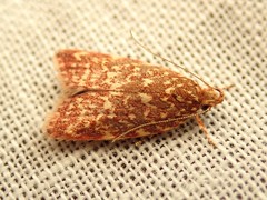 Syringoseca rhodoxantha