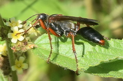 Sphex jansei