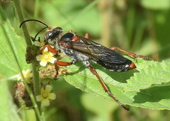 Sphex jansei