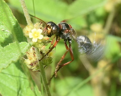 Sphex jansei