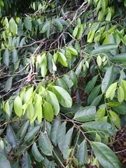 Nectandra