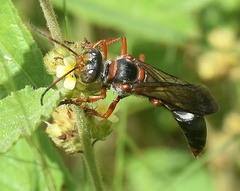 Sphex jansei