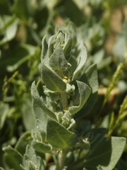 Atriplex coronata vallicola