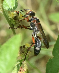 Sphex jansei