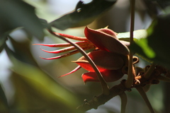 Chiranthodendron pentadactylon