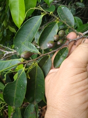 Nectandra