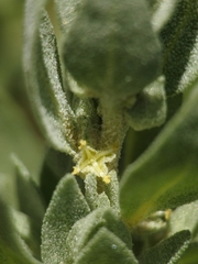 Atriplex coronata vallicola