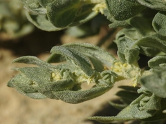 Atriplex coronata vallicola