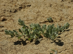 Atriplex coronata vallicola